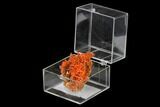 Bright Orange Crocoite Crystal Cluster - Tasmania #148509-1